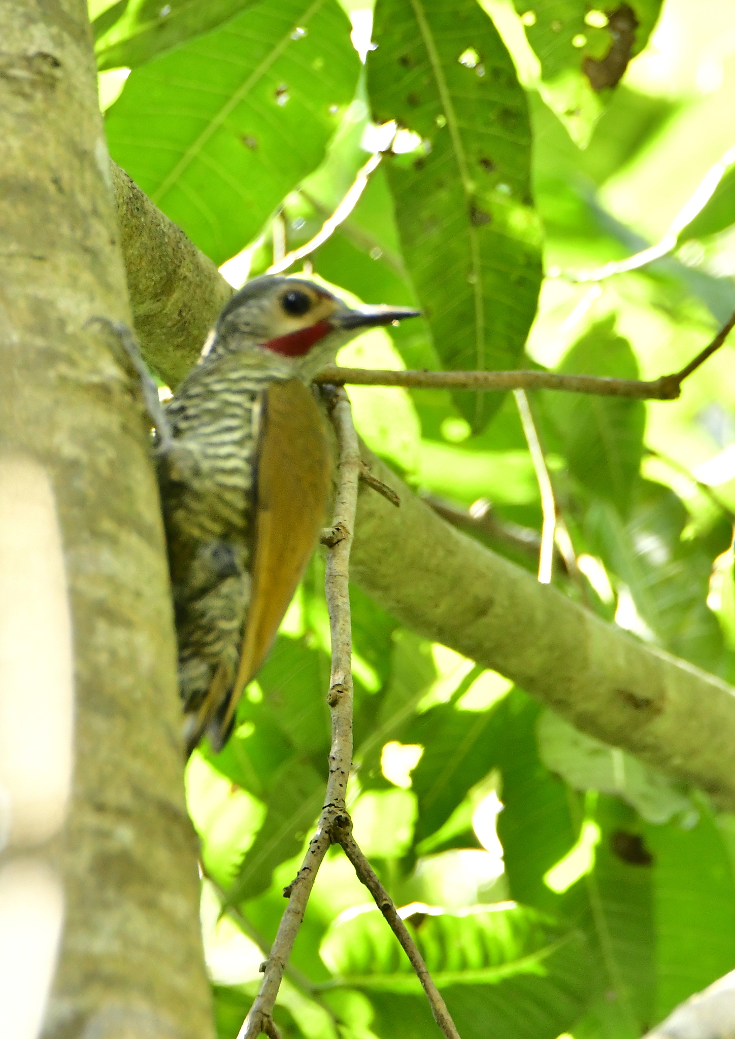 Grey-crowned Woodpecker illustration