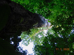 Couratari scottmorii