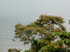 Trichospermum galeottii