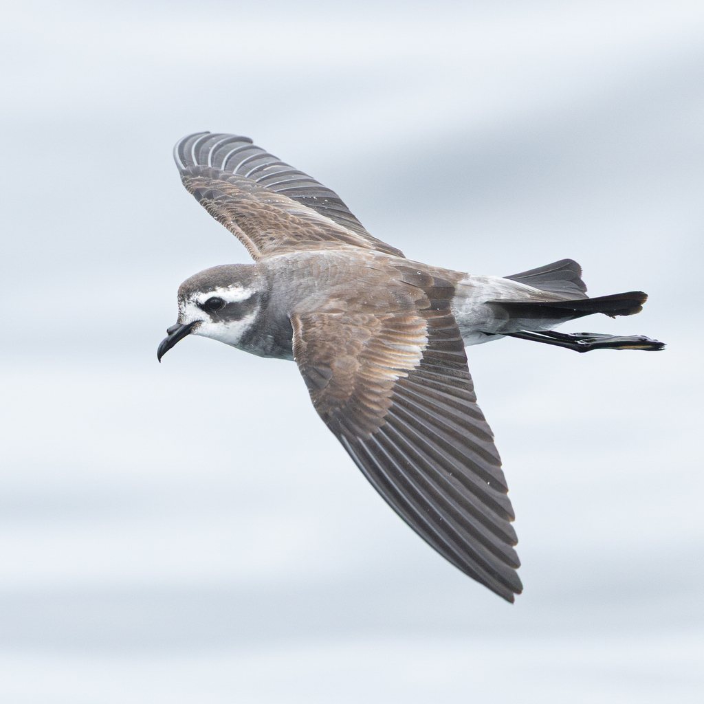 White-faced Storm-Petrel (Pelagodroma marina) photo