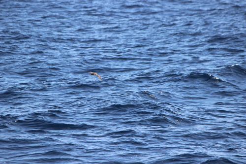 photo of Black-vented Shearwater (Puffinus opisthomelas)