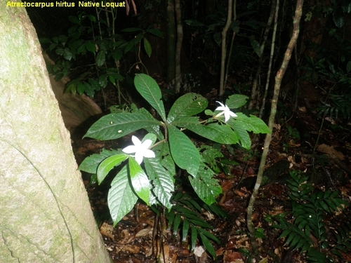 hairy gardenia (Atractocarpus hirtus)