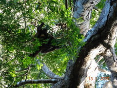 Dilodendron costaricense