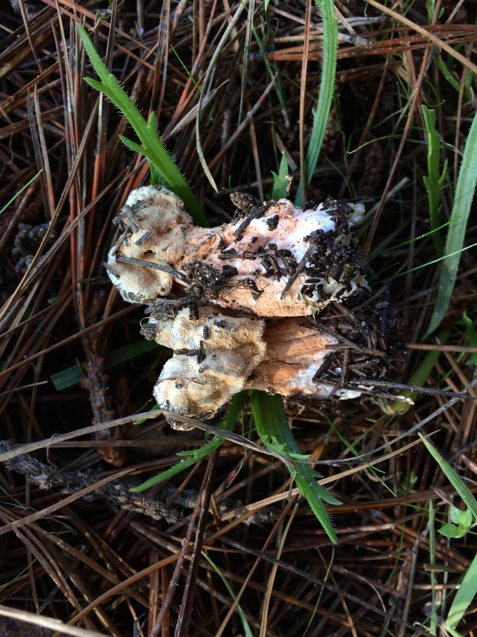 Hypomyces cervinigenus image