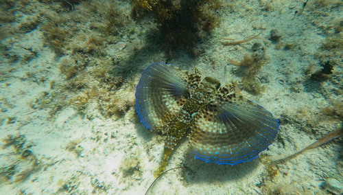 Batfish (Dactylopterus volitans) — Dactylopteridae