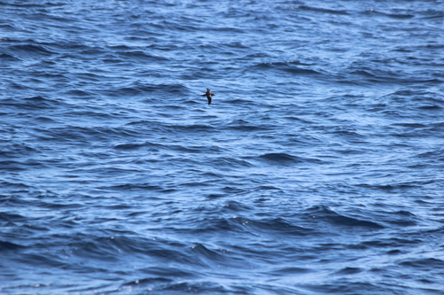 photo of Black-vented Shearwater (Puffinus opisthomelas)