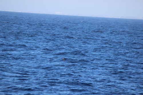 photo of Black-vented Shearwater (Puffinus opisthomelas)