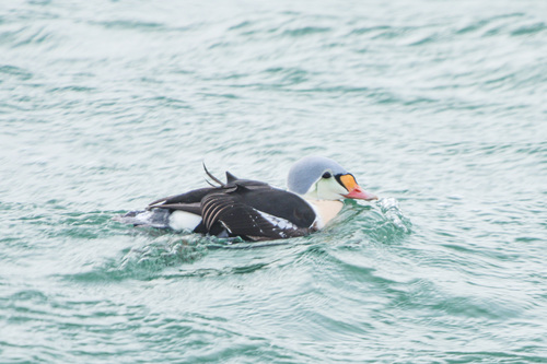 Eider à tête grise
