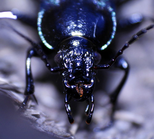 Narrow Searcher Beetle photo 4