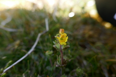 Euphrasia cockayneana
