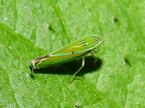 Yellow-striped Leafhopper
