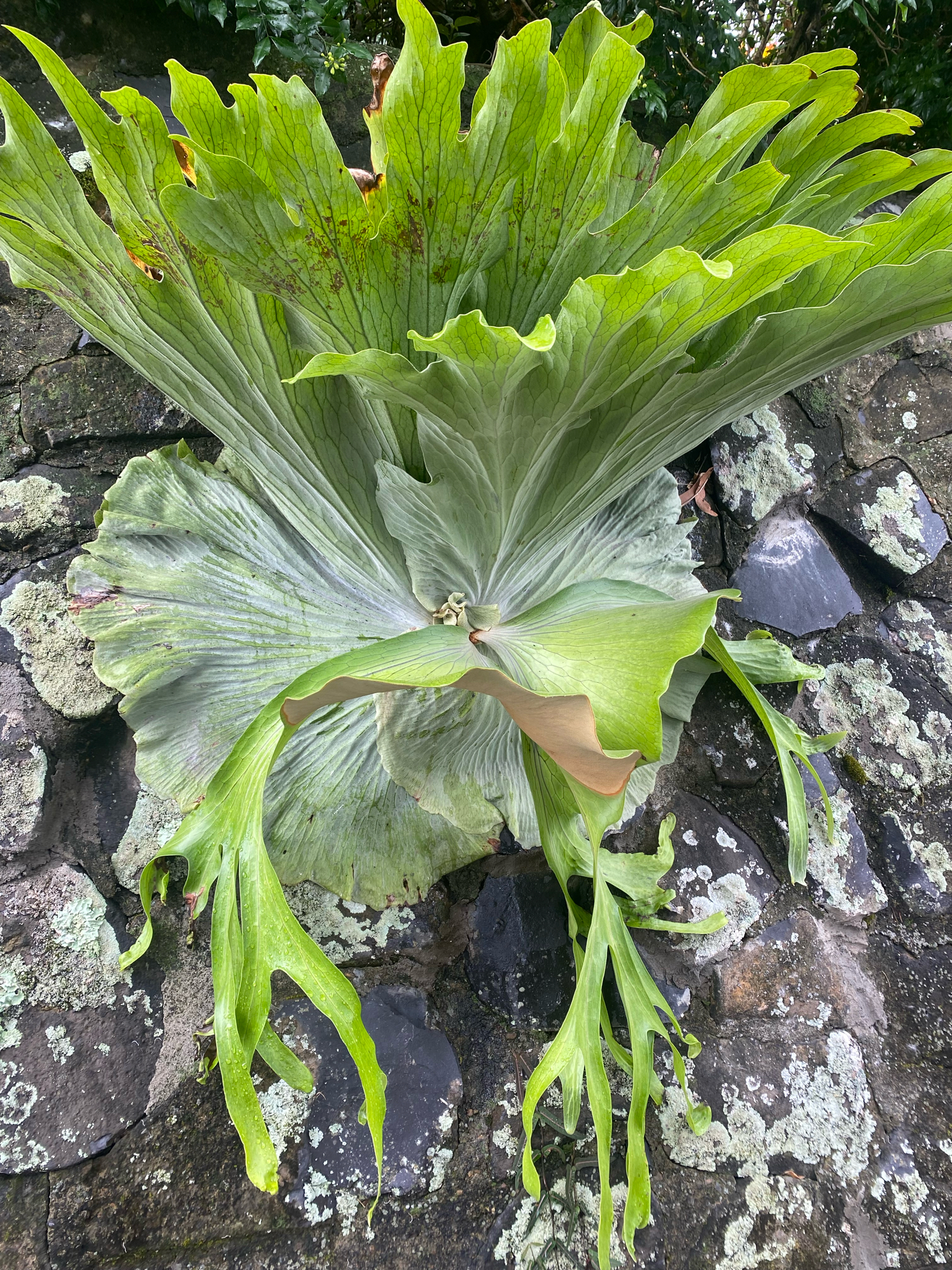 Platycerium × elemaria Hoshiz. & M.G.Price