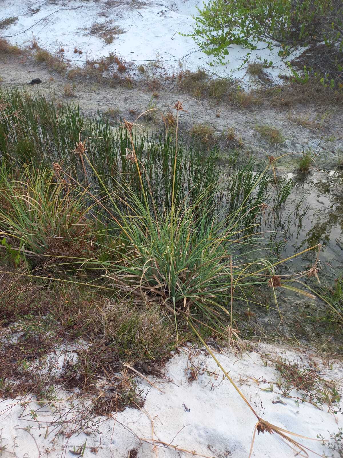 Cyperus ligularis