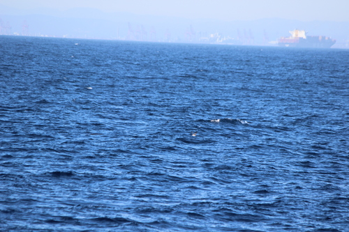 photo of Black-vented Shearwater (Puffinus opisthomelas)