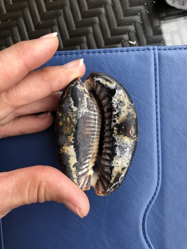 Cypraea mauritiana observed 2020-01-13