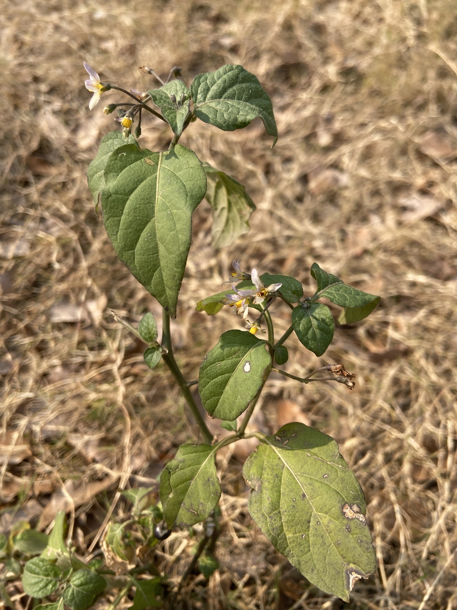 Black nightshade