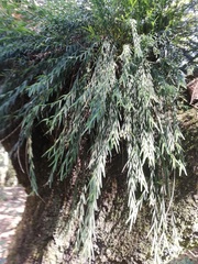 Isochilus aurantiacus