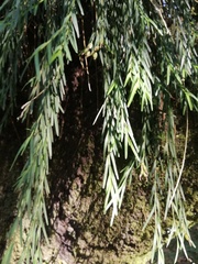 Isochilus aurantiacus