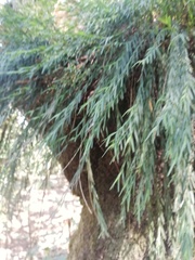 Isochilus aurantiacus