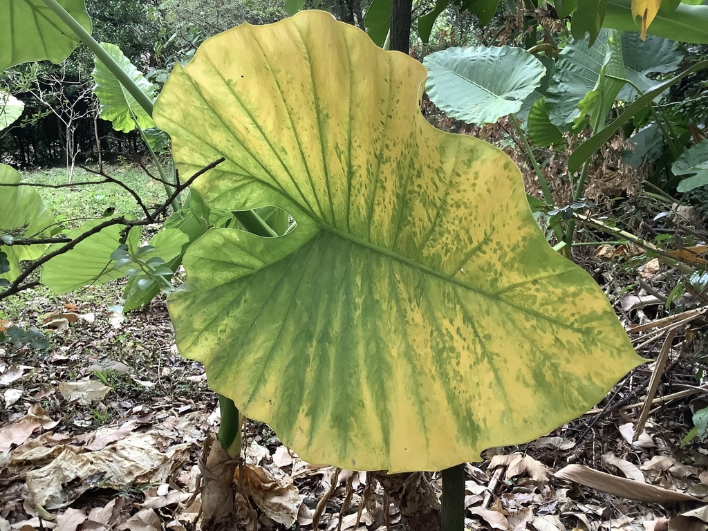 Foto de orelha-de-elefante