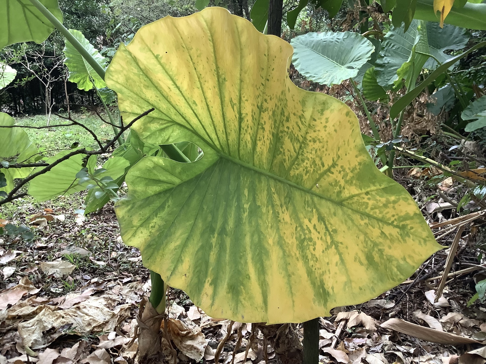 Giant taro