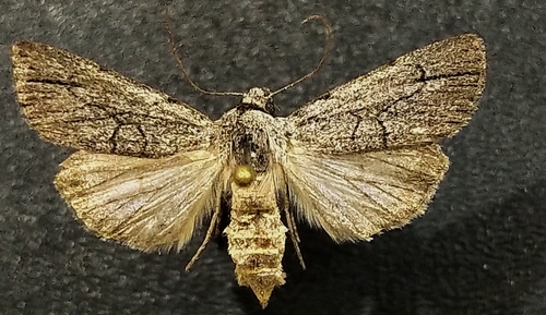 Sympistis semicollaris