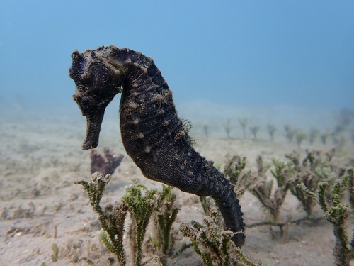 Common seahorse (Hippocampus kuda) — Syngnathidae