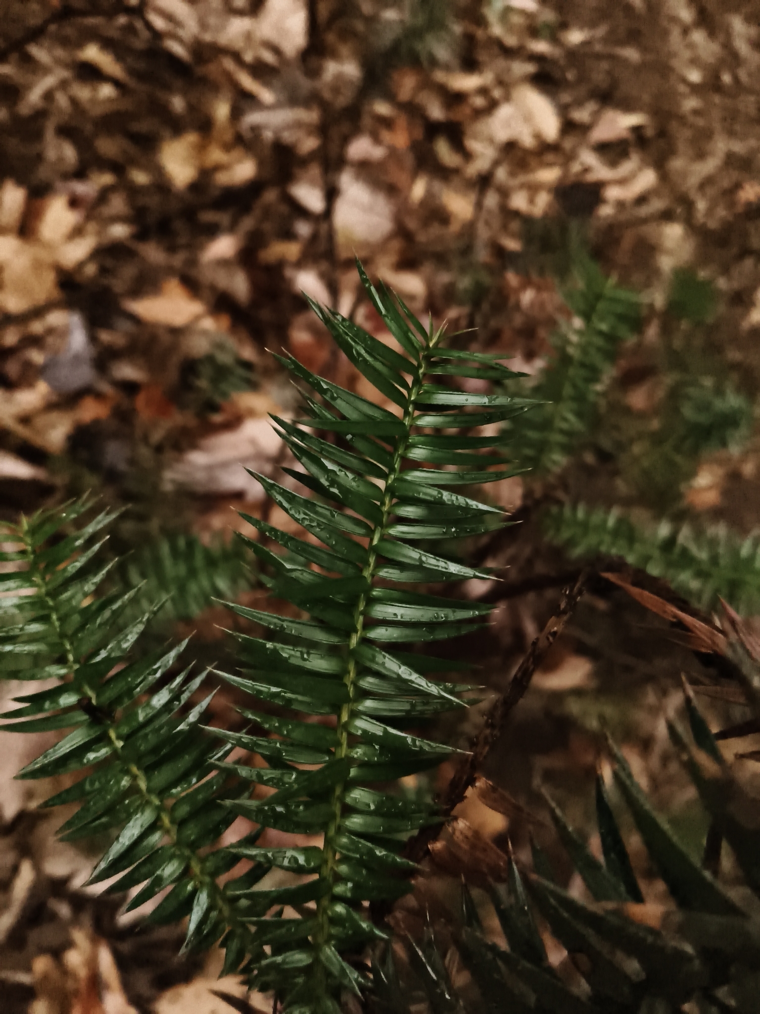 Chinese fir