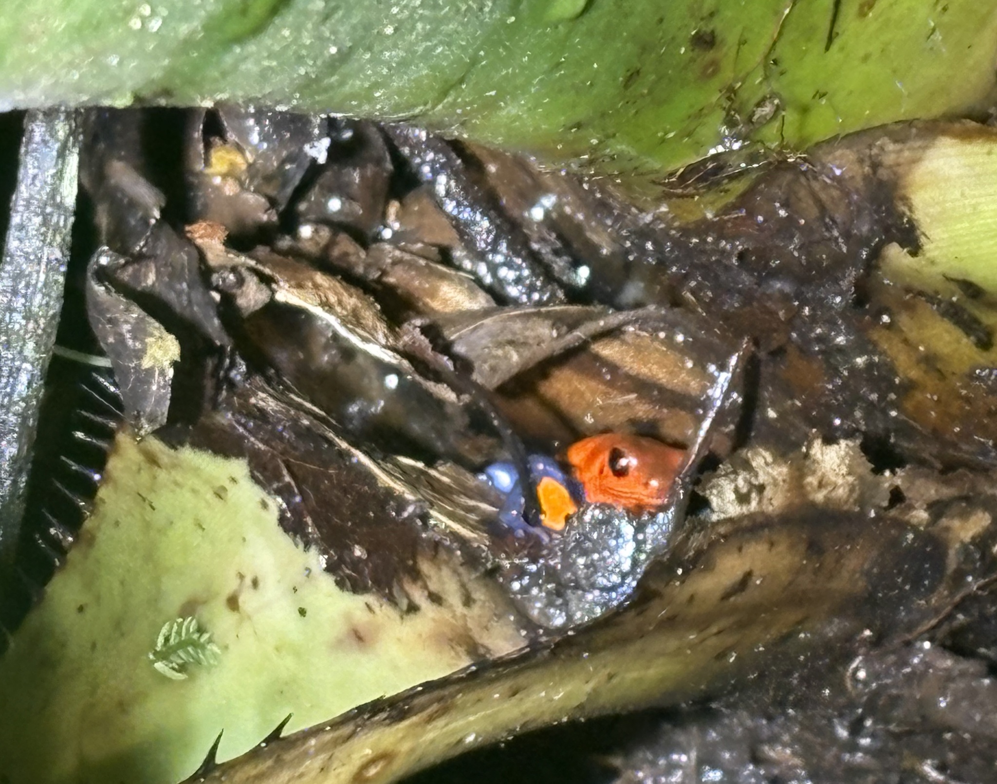 Oophaga pumilio (Schmidt, 1857)