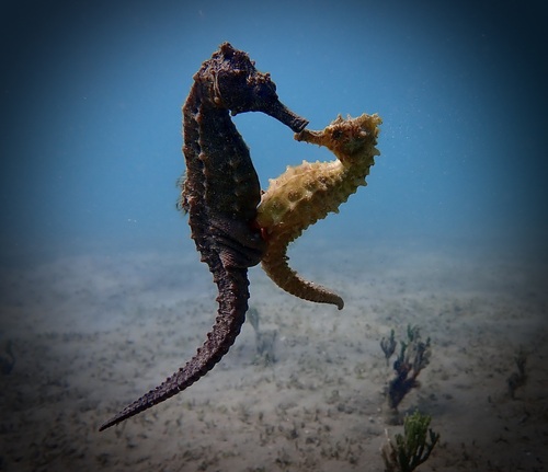 Common seahorse (Hippocampus kuda) — Syngnathidae — 5