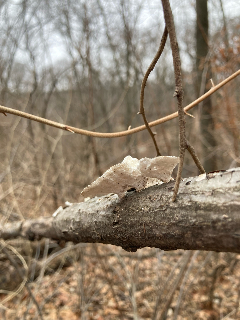 Trametes conchifer