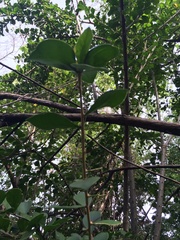 Leuenbergeria guamacho