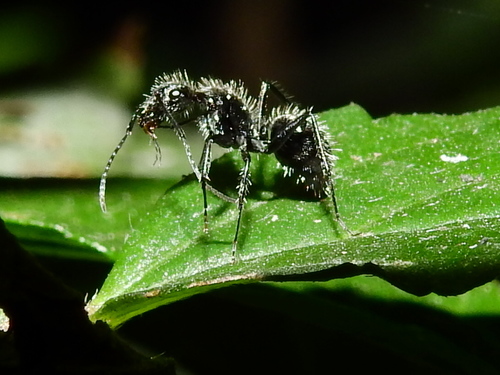 Camponotus senexCamponotus senex