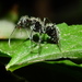 Camponotus senex - Photo (c) Pedro Alanis, algunos derechos reservados (CC BY-NC), subido por Pedro Alanis