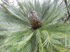 Dioon caputoi