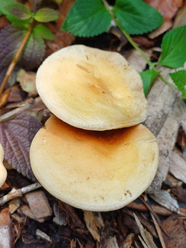 Agrocybe putaminum · January 2026 · photo: © steviakiwi23 (iNaturalist, cc0)