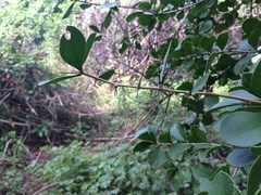 Leuenbergeria guamacho