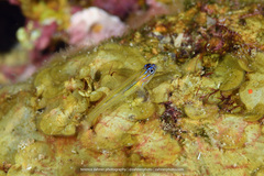 Coryphopterus lipernes