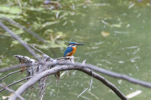 Common Kingfisher