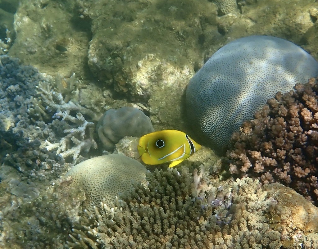 Archer butterflyfish (Chaetodon bennetti) — Chaetodontidae