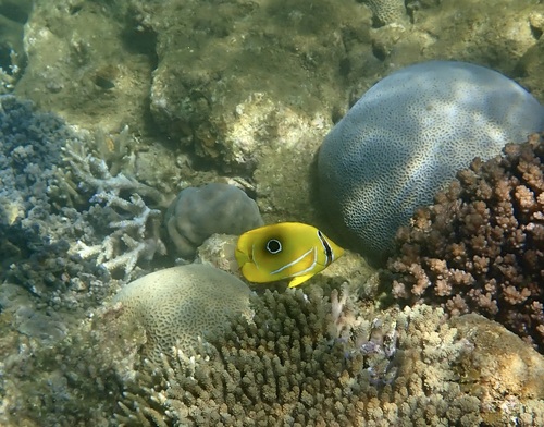 Archer butterflyfish (Chaetodon bennetti) — Chaetodontidae