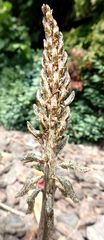 Gastrodia molloyi
