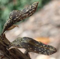 Gastrodia molloyi