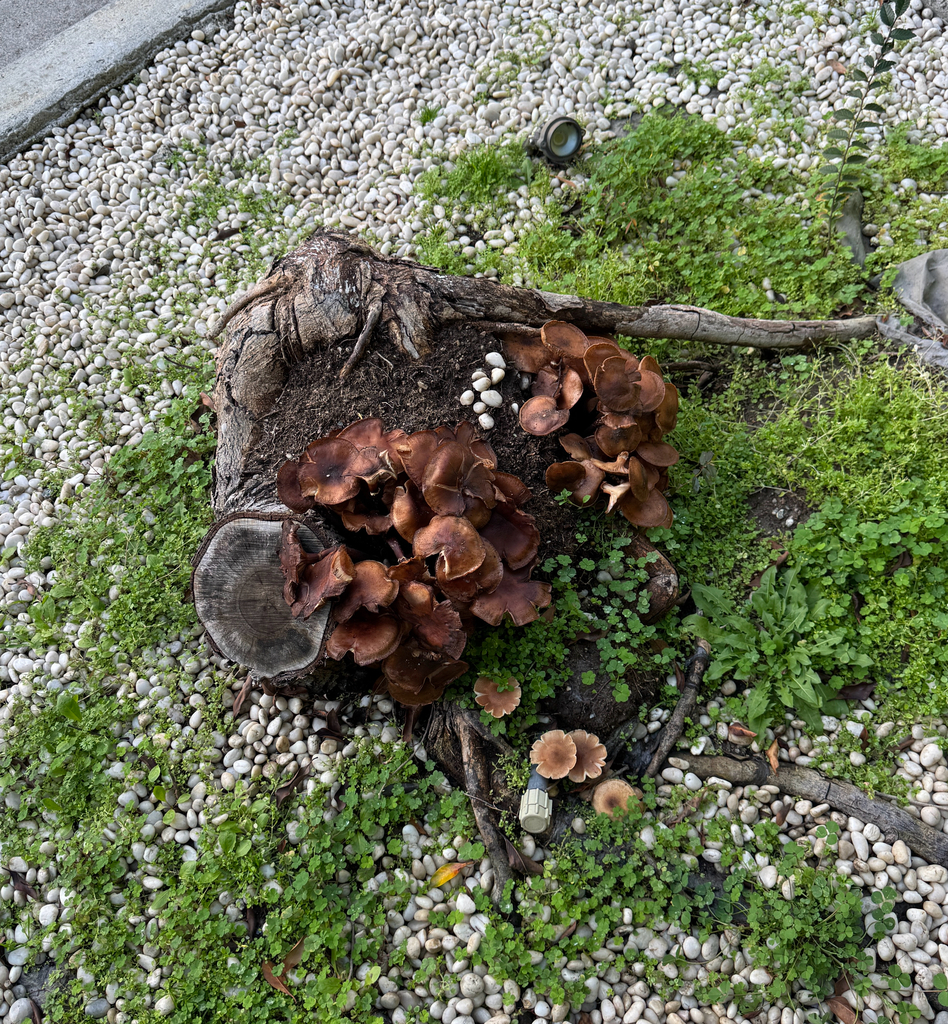 Armillaria mellea · January 2026 · photo: © catslovetofindplants (iNaturalist, cc0)
