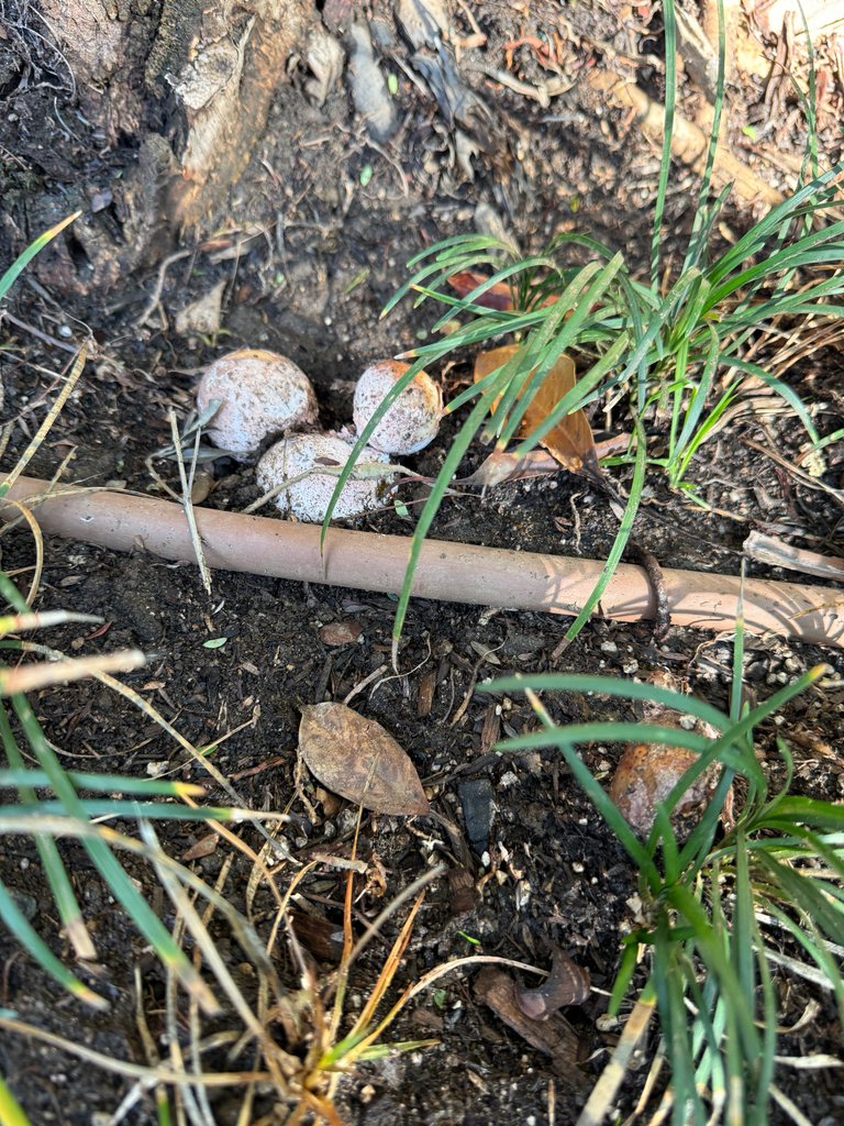 Phallus hadriani · January 2026 · photo: © catslovetofindplants (iNaturalist, cc0)