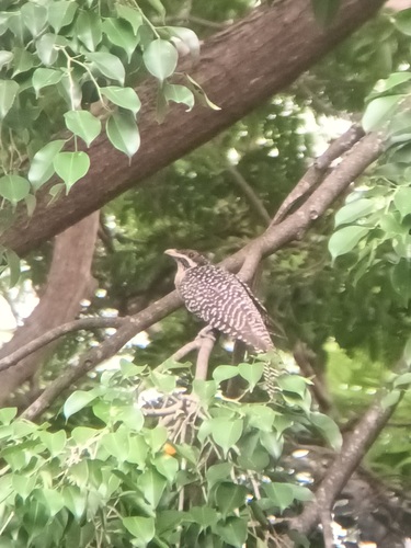 Pacific Koel (Eudynamys orientalis)