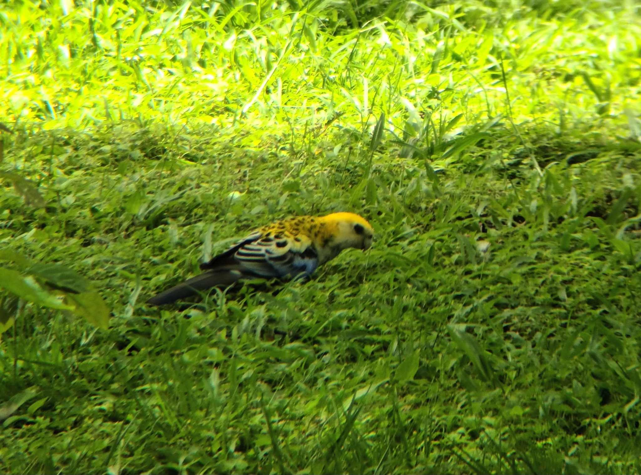 Pale-headed Rosella (Platycercus adscitus), photo 2