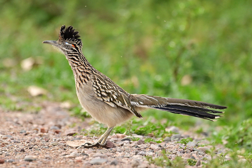 Greater Roadrunner (Geococcyx californianus), photo 5