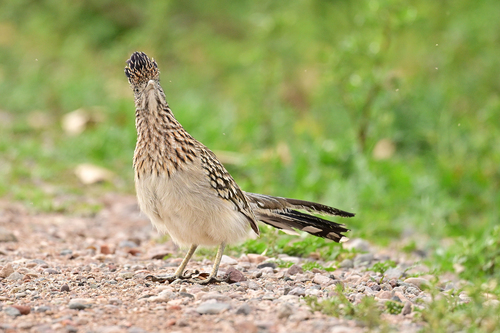 Greater Roadrunner (Geococcyx californianus), photo 4