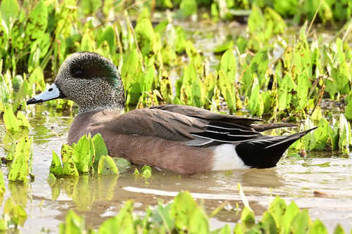 American Wigeon (Mareca americana), photo 5